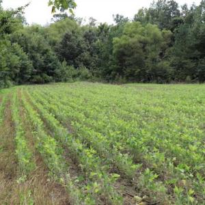 Photo of SOLD!!  13.67 Acres of Timber and Recreational Land For Sale in Cumberland County NC!