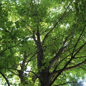 Photo of SOLD!!  13.67 Acres of Timber and Recreational Land For Sale in Cumberland County NC!