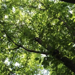 Photo of SOLD!!  13.67 Acres of Timber and Recreational Land For Sale in Cumberland County NC!