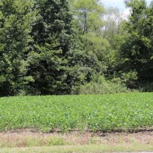 Photo of SOLD!!  13.67 Acres of Timber and Recreational Land For Sale in Cumberland County NC!
