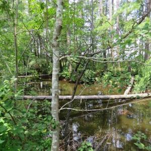 Photo of UNDER CONTRACT!!  5.22 Acres of Residential and Recreational Land For Sale in Robeson County NC!