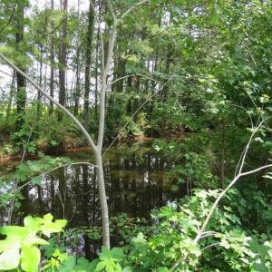 Photo of UNDER CONTRACT!!  5.22 Acres of Residential and Recreational Land For Sale in Robeson County NC!
