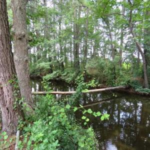 Photo of UNDER CONTRACT!!  5.22 Acres of Residential and Recreational Land For Sale in Robeson County NC!