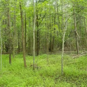 Photo of UNDER CONTRACT!!  18.42 Acre Homesite For Sale in Orange County NC!