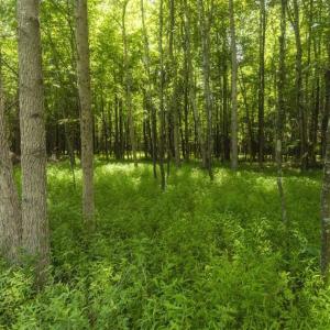 Photo of UNDER CONTRACT!!  18.42 Acre Homesite For Sale in Orange County NC!