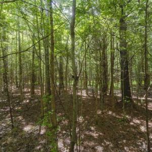 Photo of UNDER CONTRACT!!  18.42 Acre Homesite For Sale in Orange County NC!