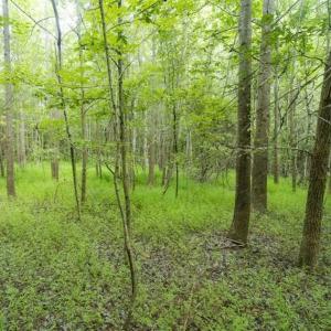 Photo of UNDER CONTRACT!!  18.42 Acre Homesite For Sale in Orange County NC!