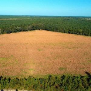 Photo of SOLD!!  20 Acres of Farm Land For Sale in Robeson County NC!