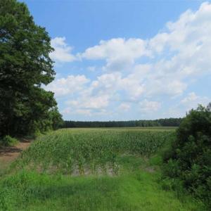 Photo of SOLD!!  20 Acres of Farm Land For Sale in Robeson County NC!