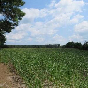 Photo of SOLD!!  20 Acres of Farm Land For Sale in Robeson County NC!