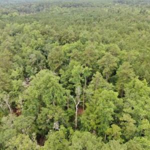 Photo of 107 Acres of  Development and Timber Land For Sale in Hoke County NC!