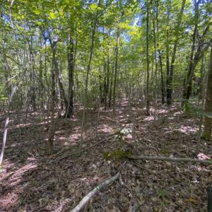 Photo of UNDER CONTRACT!!  85.62 +/- Acres of Hunting and Farm Land For Sale in Person County NC!