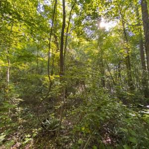 Photo of UNDER CONTRACT!!  85.62 +/- Acres of Hunting and Farm Land For Sale in Person County NC!