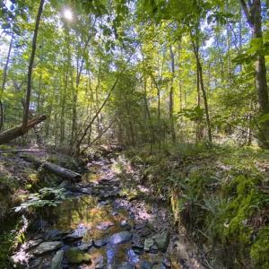 Photo of UNDER CONTRACT!!  85.62 +/- Acres of Hunting and Farm Land For Sale in Person County NC!
