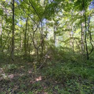 Photo of UNDER CONTRACT!!  85.62 +/- Acres of Hunting and Farm Land For Sale in Person County NC!