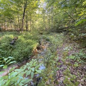 Photo of UNDER CONTRACT!!  85.62 +/- Acres of Hunting and Farm Land For Sale in Person County NC!