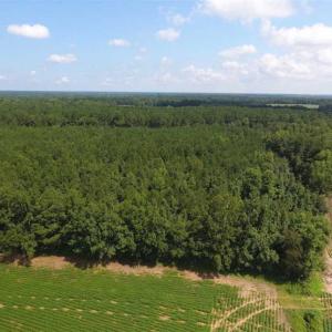 Photo of SOLD!!  47.5 Acres of Residential and Recreational Land For Sale in Duplin County NC!