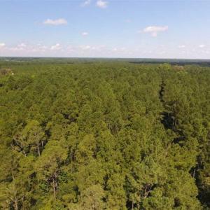 Photo of SOLD!!  47.5 Acres of Residential and Recreational Land For Sale in Duplin County NC!