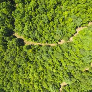 Photo #4 of SOLD property in Off Poplar Drive, Efland, NC 77.8 acres