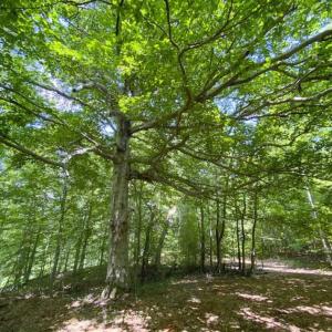 Photo #6 of SOLD property in Off Poplar Drive, Efland, NC 77.8 acres