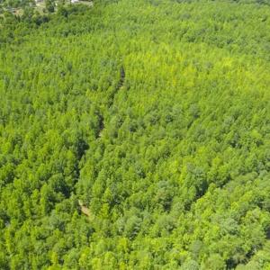 Photo #3 of SOLD property in Off Poplar Drive, Efland, NC 77.8 acres