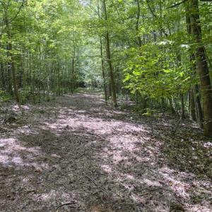 Photo #7 of SOLD property in Off Poplar Drive, Efland, NC 77.8 acres