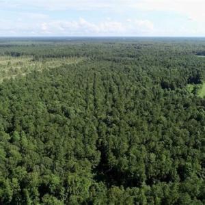 Photo of SOLD!!  33.41 Acres of Hunting and Timber Land For Sale in Beaufort County NC!