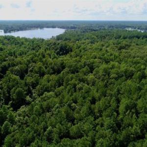 Photo of SOLD!!  33.41 Acres of Hunting and Timber Land For Sale in Beaufort County NC!
