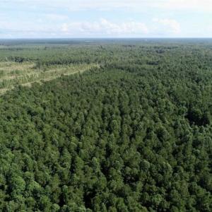 Photo of SOLD!!  33.41 Acres of Hunting and Timber Land For Sale in Beaufort County NC!