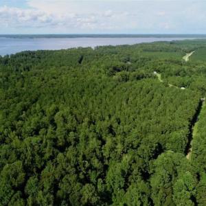 Photo of SOLD!!  33.41 Acres of Hunting and Timber Land For Sale in Beaufort County NC!