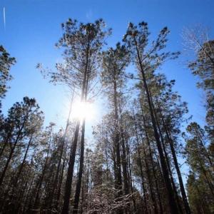 Photo of SOLD!!  33.41 Acres of Hunting and Timber Land For Sale in Beaufort County NC!