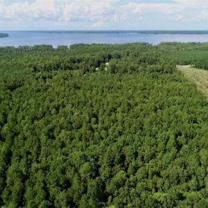 Photo of SOLD!!  33.41 Acres of Hunting and Timber Land For Sale in Beaufort County NC!