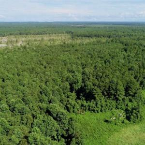 Photo of SOLD!!  33.41 Acres of Hunting and Timber Land For Sale in Beaufort County NC!