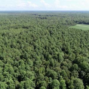 Photo of SOLD!!  33.41 Acres of Hunting and Timber Land For Sale in Beaufort County NC!