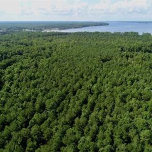 Photo of SOLD!!  33.41 Acres of Hunting and Timber Land For Sale in Beaufort County NC!