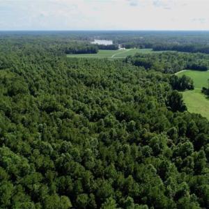 Photo of SOLD!!  33.41 Acres of Hunting and Timber Land For Sale in Beaufort County NC!