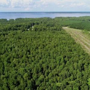 Photo of SOLD!!  33.41 Acres of Hunting and Timber Land For Sale in Beaufort County NC!