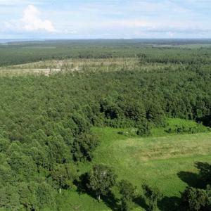 Photo of SOLD!!  33.41 Acres of Hunting and Timber Land For Sale in Beaufort County NC!
