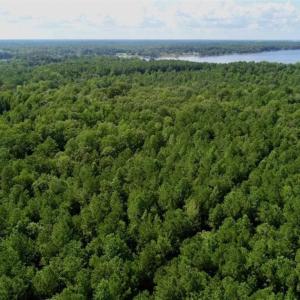 Photo of SOLD!!  33.41 Acres of Hunting and Timber Land For Sale in Beaufort County NC!