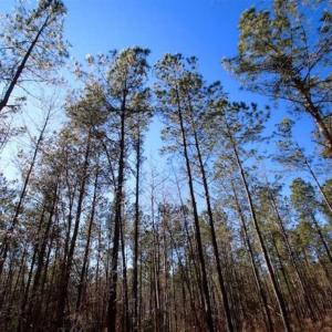 Photo of SOLD!!  33.41 Acres of Hunting and Timber Land For Sale in Beaufort County NC!