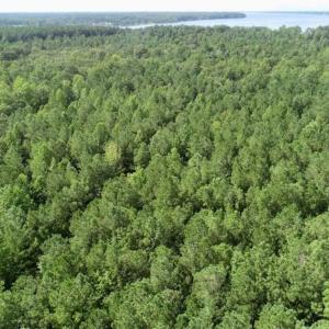Photo of SOLD!!  33.41 Acres of Hunting and Timber Land For Sale in Beaufort County NC!