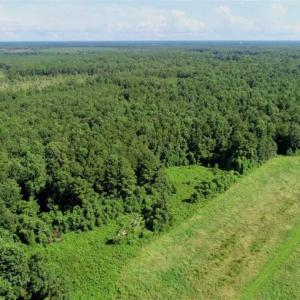 Photo of SOLD!!  33.41 Acres of Hunting and Timber Land For Sale in Beaufort County NC!
