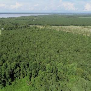 Photo of SOLD!!  33.41 Acres of Hunting and Timber Land For Sale in Beaufort County NC!