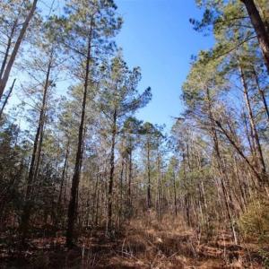 Photo of SOLD!!  33.41 Acres of Hunting and Timber Land For Sale in Beaufort County NC!