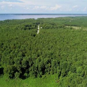 Photo of SOLD!!  33.41 Acres of Hunting and Timber Land For Sale in Beaufort County NC!