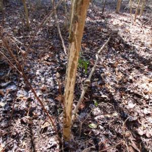 Photo of SOLD!!  33.41 Acres of Hunting and Timber Land For Sale in Beaufort County NC!