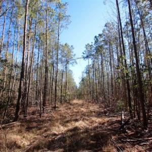 Photo of SOLD!!  33.41 Acres of Hunting and Timber Land For Sale in Beaufort County NC!