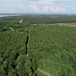 Photo of SOLD!!  33.41 Acres of Hunting and Timber Land For Sale in Beaufort County NC!