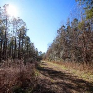 Photo of SOLD!!  33.41 Acres of Hunting and Timber Land For Sale in Beaufort County NC!