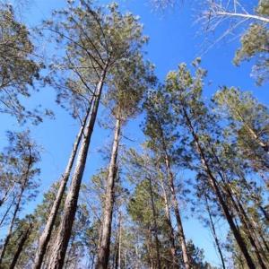Photo of SOLD!!  33.41 Acres of Hunting and Timber Land For Sale in Beaufort County NC!